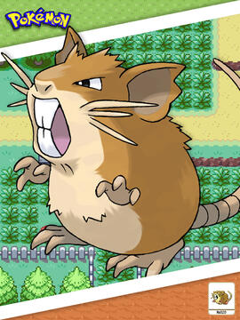 Raticate