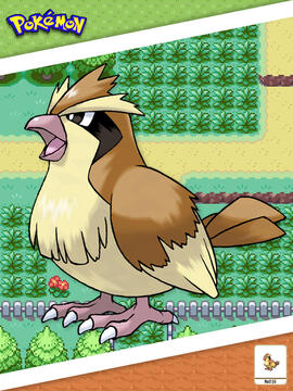 Pidgey