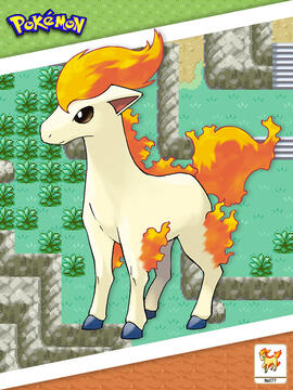Ponyta